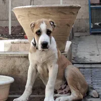 توله الابای نر