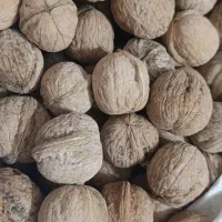 گردو|خوردنی و آشامیدنی|شیراز, آزادگان|دیوار