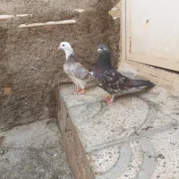 تعداد‌۱۰‌طوق‌کبوتر‌زیبا‌وپرشی