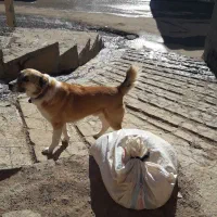 کوچ گله|سگ|سربیشه, |دیوار