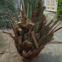 قطع نخل رایگان