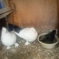 نروماده دم سیاه۸تا