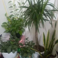 گل فروشی