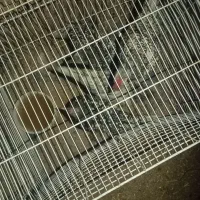 مرغ و خروس سیبرایت