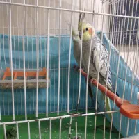 جفت عروس هلندی|پرنده|بندر امام خمینی, |دیوار