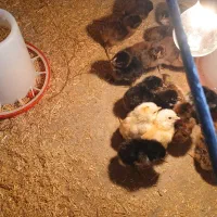 فروش جوجه لاری|حیوانات مزرعه|گمیشان, |دیوار