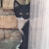 گربه