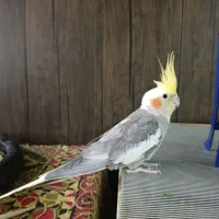 عروس هلندی نر