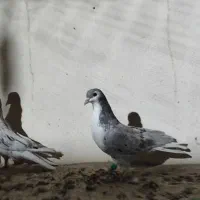 ۳  تا کفتر شکار ۲ تومن