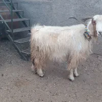 فروشی|حیوانات مزرعه|کوهدشت, |دیوار