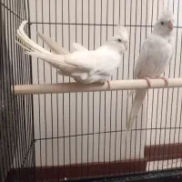 عروس هلندی آلبینو