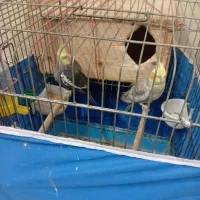 عروس هلندی.یک.جفت.|پرنده|آمل, |دیوار