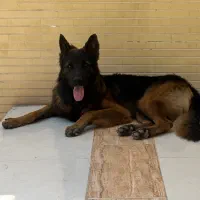 سگ ژرمن