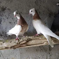 کفتر طوقی،طوق زرد