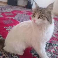 گربه|گربه|پاریز, |دیوار