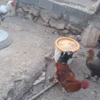 حیوانات مزرعه|حیوانات مزرعه|دهدشت, |دیوار