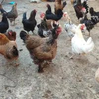 مرغ و خروس گلین لری