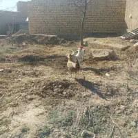 یک  جفت مرغ خروس فونیکس خوش رنگ