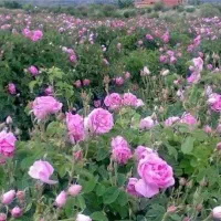 زمین-2700-متری-خیابان-کشتارگاه