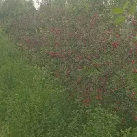 زمین برای کاشت سبزیحات