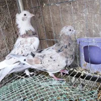 سرور نقره ای دستگردی