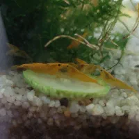 شریمپ (Yellow golden line)