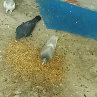 کبوتر