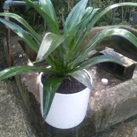 گلهای زیبا|گل و گیاه طبیعی|لاهیجان, آهندان|دیوار