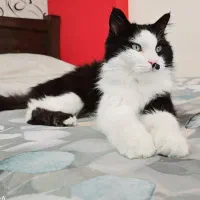 گربه نژاد DLH