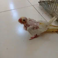 جوجه عروس هلندی