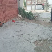 خروس تک وعمده|حیوانات مزرعه|سرپل ذهاب, |دیوار