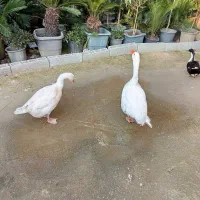 غاز محلی|حیوانات مزرعه|خرمآباد (تنکابن), |دیوار