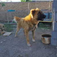 فروش سگ نـگـهـبان