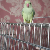 ملنگو ماده|پرنده|شیراز, لاله|دیوار