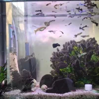 ماهی گپی ، میگو