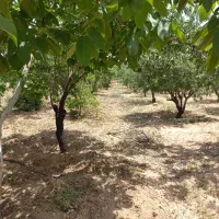 ۸۰۰متری   دارای سند|فروش زمین و ملک کلنگی|اهواز, کمپلو شمالی|دیوار