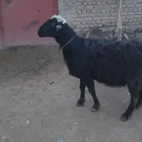 گوچ|حیوانات مزرعه|سراب, |دیوار