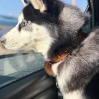 فروش سگ هاسکی(آلاسکا)