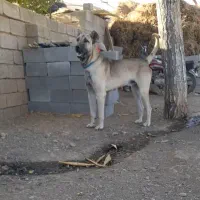 سگ سرابی|سگ|میانه, |دیوار