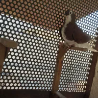 خوشرگ سرخ|پرنده|شیراز, زیباشهر|دیوار