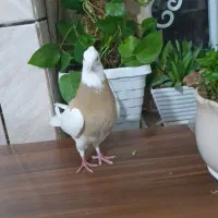 کبوتر|پرنده|مرودشت, فاز اول شهرک فرهنگیان|دیوار