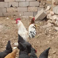 خروس گلین فول خوشگل