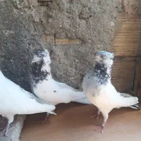 کبوتر ساعتی