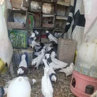 کبوتر طوقی|پرنده|کوهبنان, |دیوار