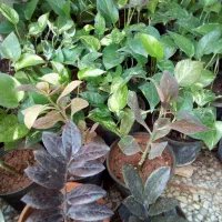 گلهای زیبای اپارتمانی|گل و گیاه طبیعی|مسجد سلیمان, |دیوار