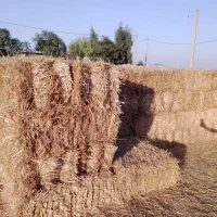 کاه گندم ریگ و چنگه