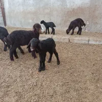 بره شیری گوسفند|حیوانات مزرعه|شیرین‌سو, |دیوار