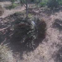 یونجه دستچین