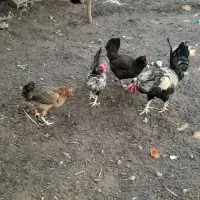 مورغ|حیوانات مزرعه|بم, |دیوار