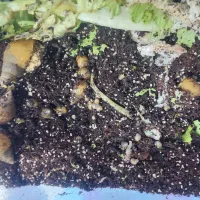 حلزون|خزنده|بیرجند, |دیوار